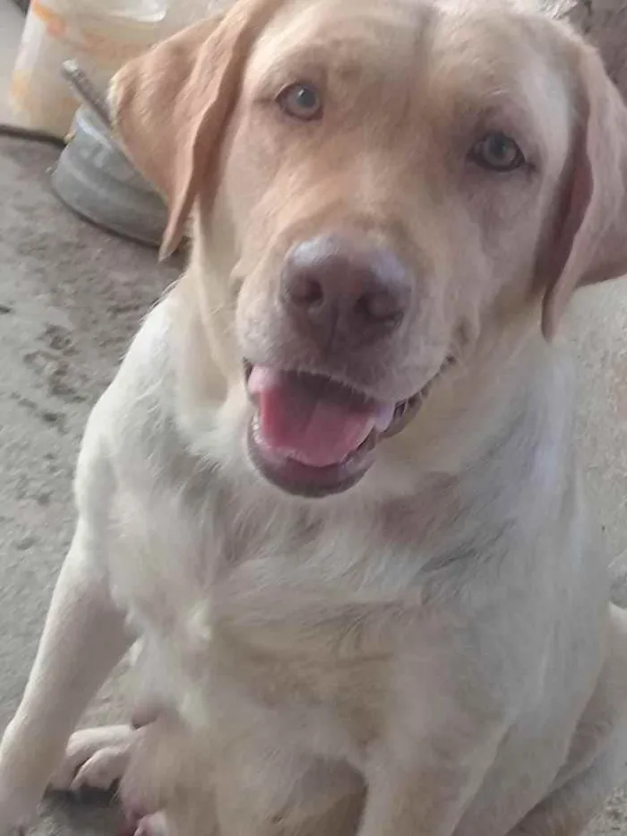Cachorro ra a Labrador idade 4 anos nome Meg