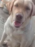 Meg