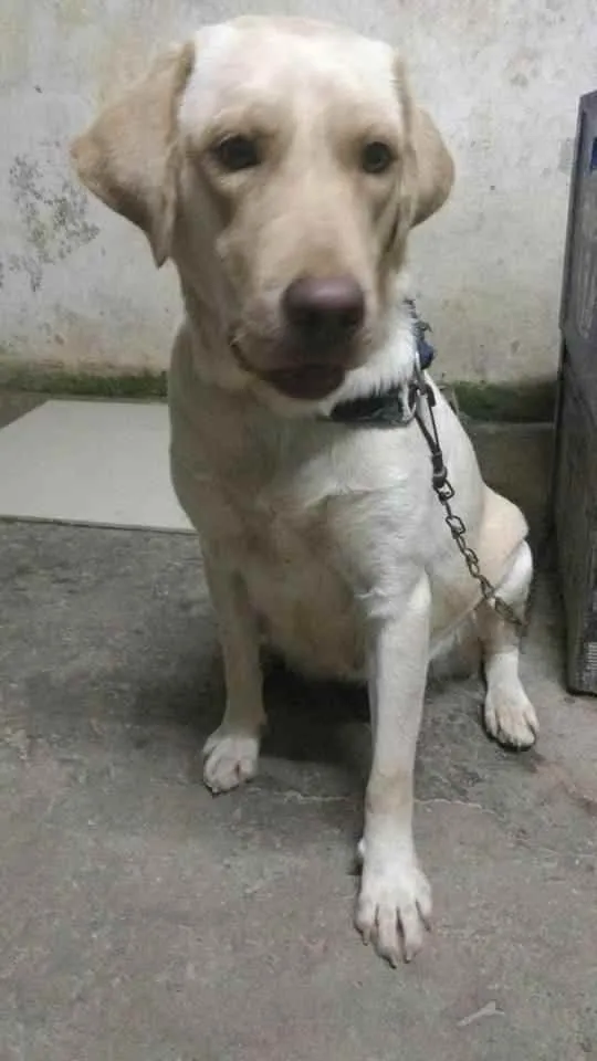 Cachorro ra a Labrador idade 4 anos nome Meg