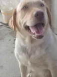 Meg