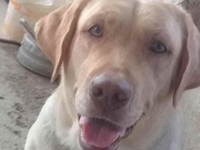 Cachorro ra a Labrador idade 4 anos nome Meg