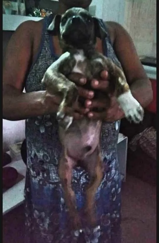 Cachorro raça Srd idade 2 a 6 meses nome Leó