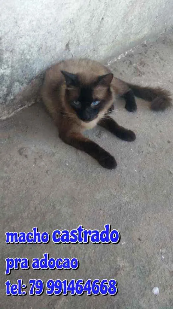 Gato raça Siames idade 7 a 11 meses nome Sansaõ