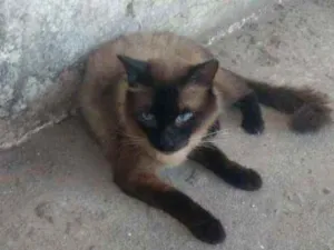 Gato raça Siames idade 7 a 11 meses nome Sansaõ