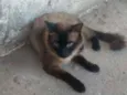 Sansaõ