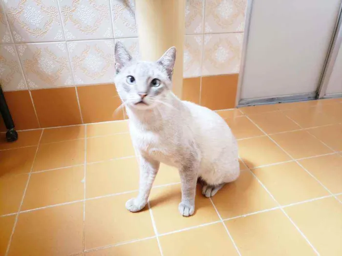Gato raça Srd idade 1 ano nome Nicolau