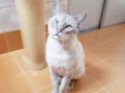 Gato raça Srd idade 1 ano nome Nicolau