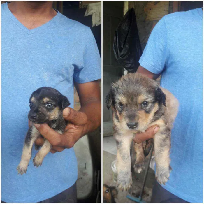 Cachorro raça Vira  lata   idade Abaixo de 2 meses nome Simone e  simaria 