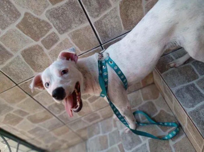 Cachorro raça Sem raça definida idade 1 ano nome Thor