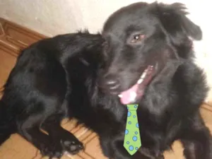 Cachorro raça Mestiço  idade 2 a 6 meses nome Fred