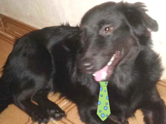 Cachorro ra a Mestiço  idade 2 a 6 meses nome Fred