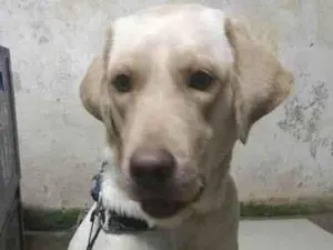 Cachorro raça Labrador idade 4 anos nome Meg