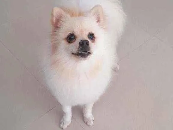 Cachorro ra a Spitz Alemão idade 1 ano nome Nestor