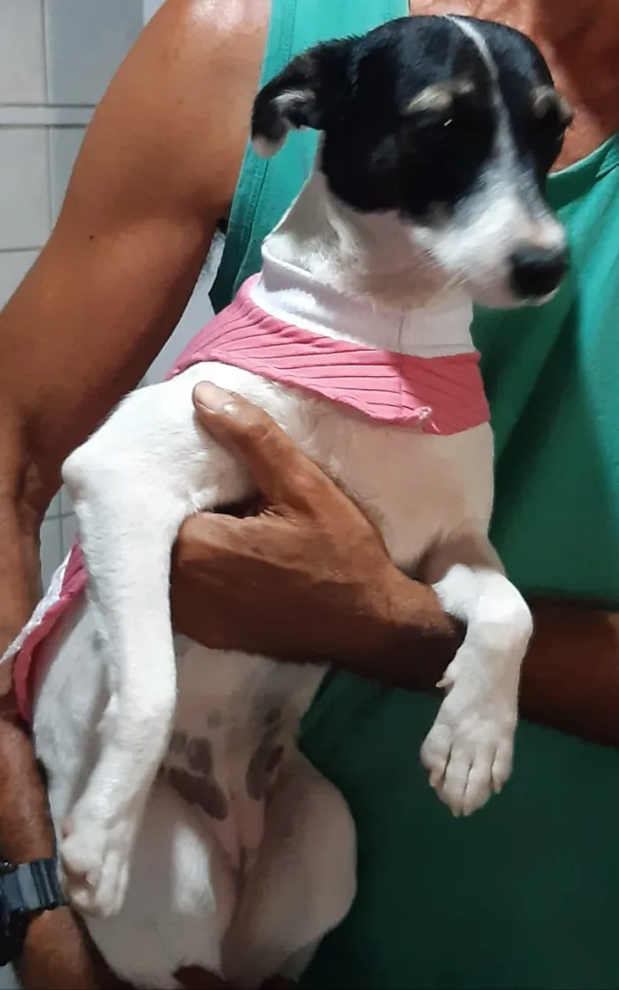 Cachorro raça SRD idade 2 anos nome belinha