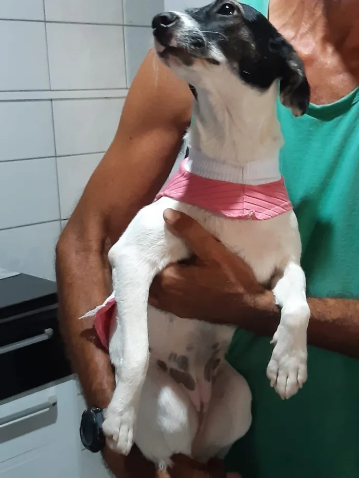 Cachorro raça SRD idade 2 anos nome belinha