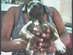 Cachorro raça Srd idade 2 a 6 meses nome Leó