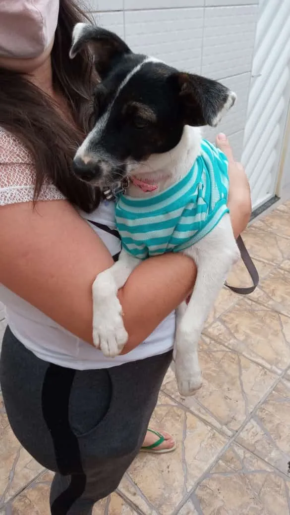 Cachorro raça SRD idade 2 anos nome belinha