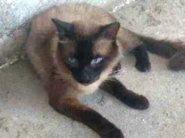 Gato raça Siames idade 7 a 11 meses nome Sansaõ