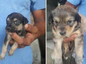 Cachorro raça Vira  lata   idade Abaixo de 2 meses nome Simone e  simaria 