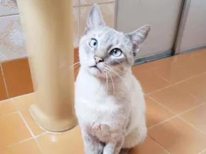 Gato raça Srd idade 1 ano nome Nicolau