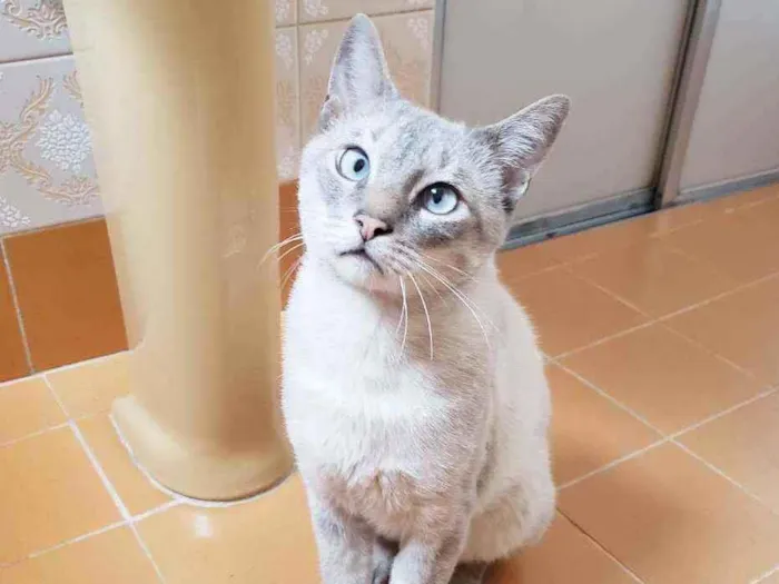 Gato raça Srd idade 1 ano nome Nicolau