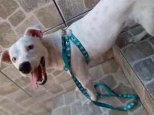 Cachorro raça Sem raça definida idade 1 ano nome Thor