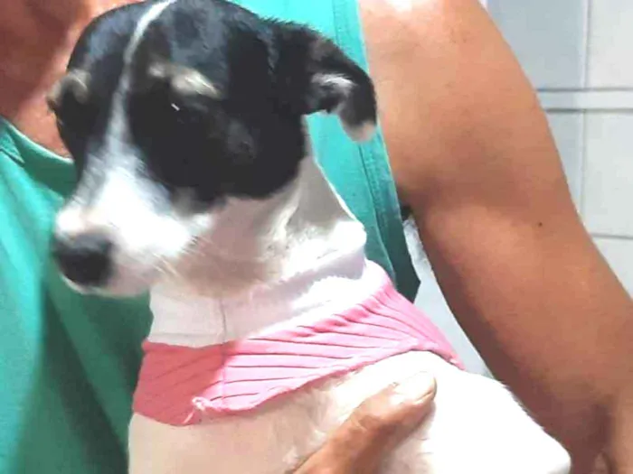 Cachorro raça SRD idade 2 anos nome belinha