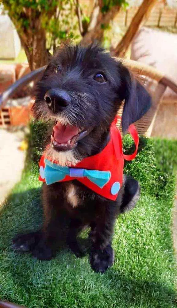 Cachorro ra a Srd idade 2 a 6 meses nome Igor