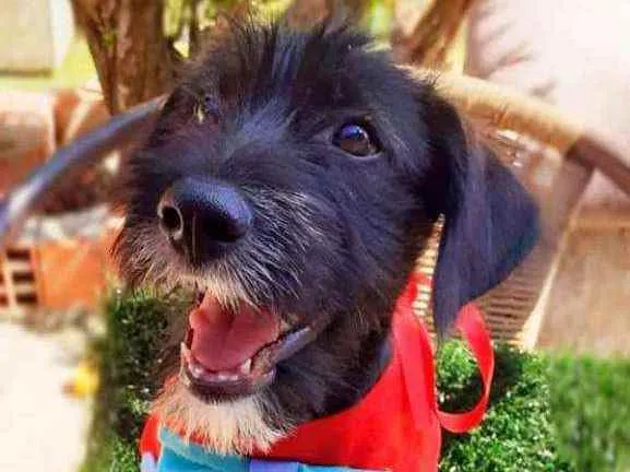 Cachorro ra a Srd idade 2 a 6 meses nome Igor