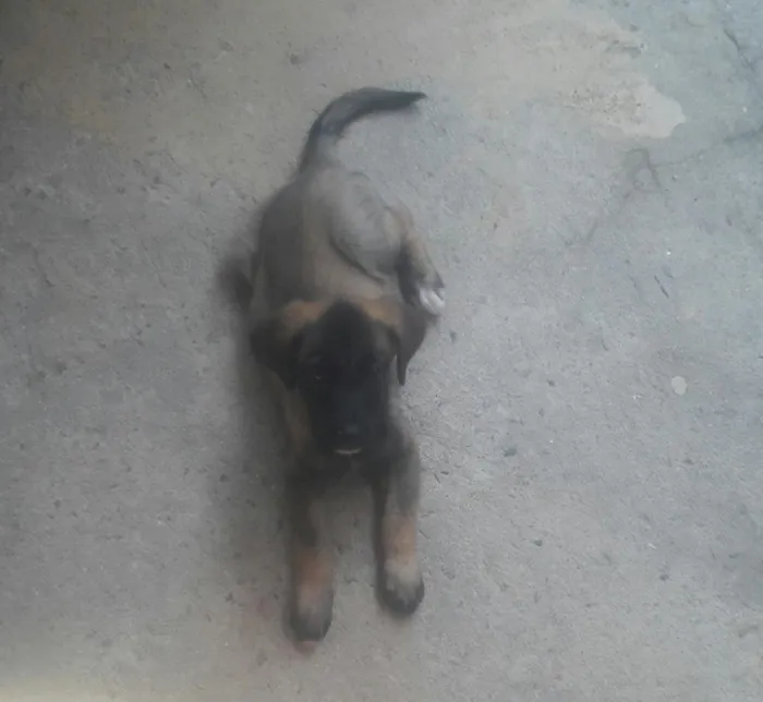 Cachorro ra a Mestiça   idade 2 a 6 meses nome Kiara