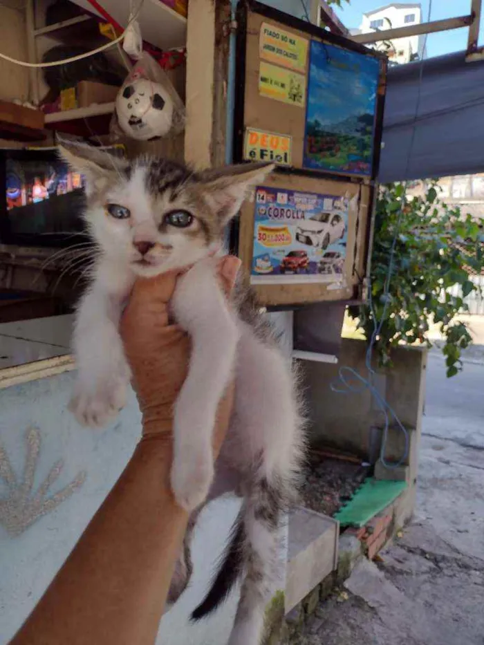 Gato raça Srd idade Abaixo de 2 meses nome Sissy