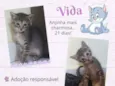 Gato raça Srd idade Abaixo de 2 meses nome Vida