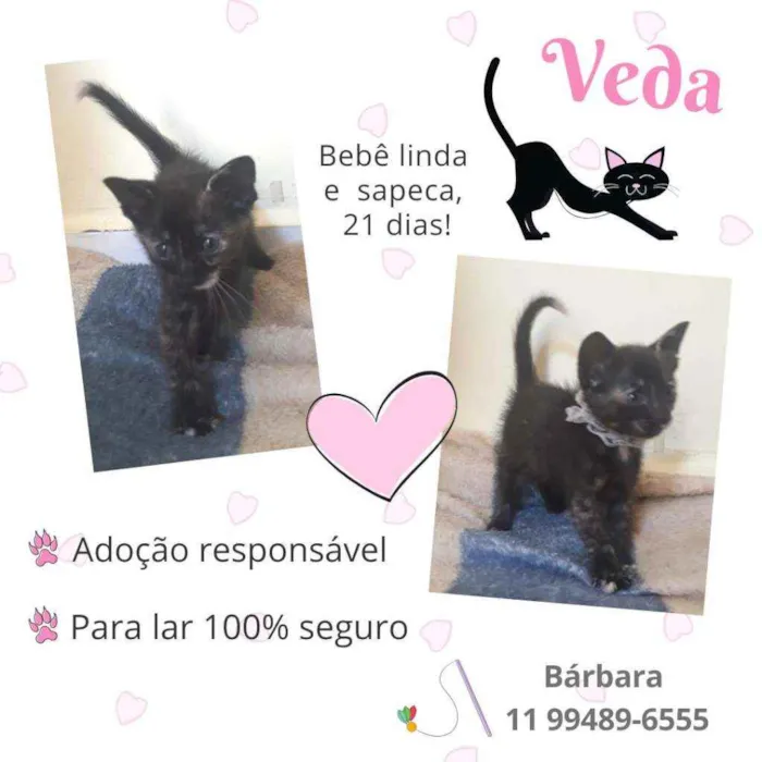 Gato raça Srd idade Abaixo de 2 meses nome Veda