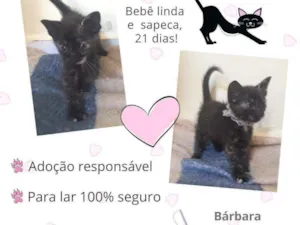Gato raça Srd idade Abaixo de 2 meses nome Veda