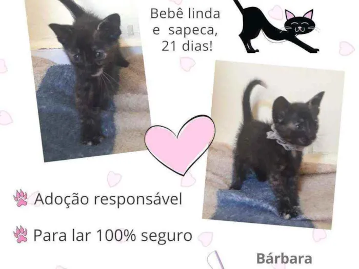 Gato raça Srd idade Abaixo de 2 meses nome Veda