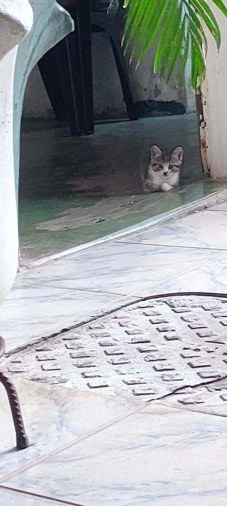 Gato ra a Srd idade 2 a 6 meses nome Filhotes para adoção