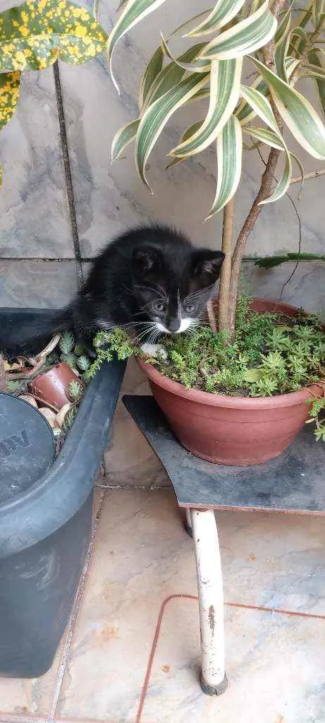 Gato ra a Srd idade 2 a 6 meses nome Filhotes para adoção