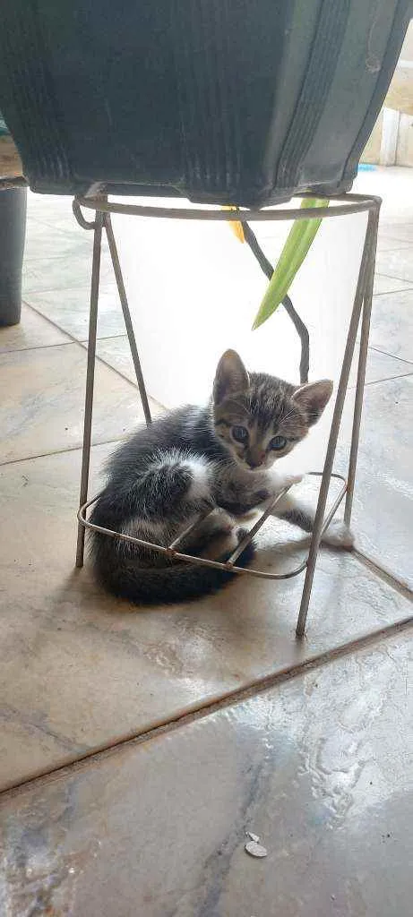 Gato ra a Srd idade 2 a 6 meses nome Filhotes para adoção