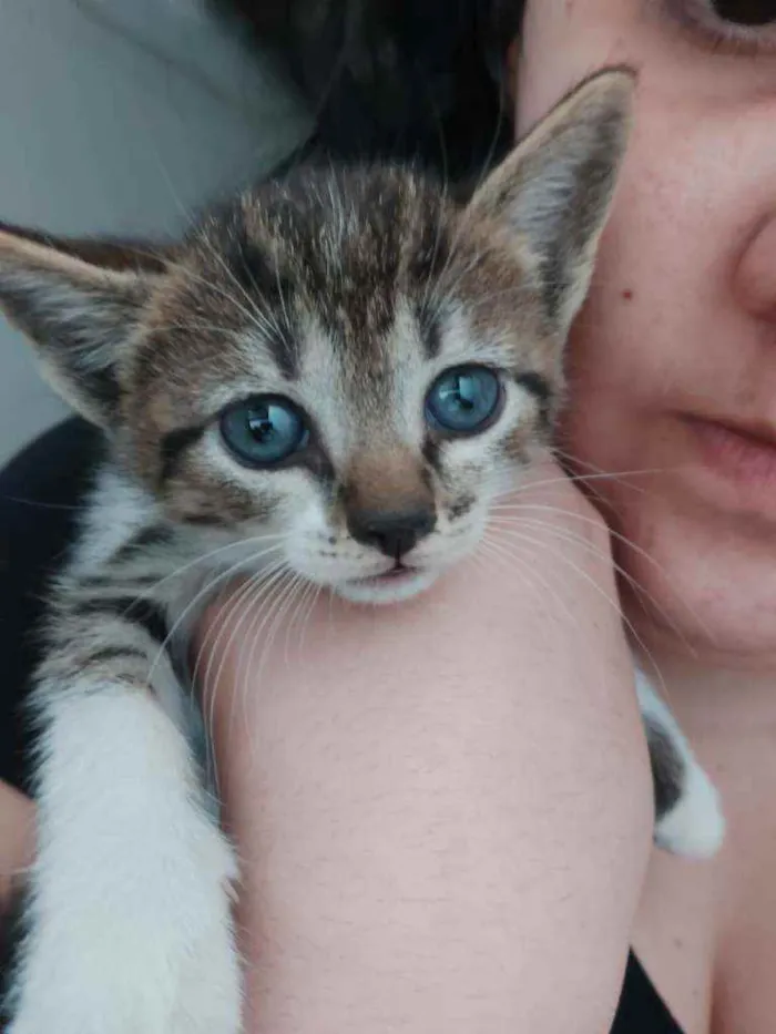 Gato ra a Srd idade 2 a 6 meses nome Filhotes para adoção