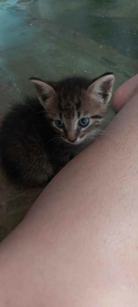 Gato ra a Srd idade 2 a 6 meses nome Filhotes para adoção