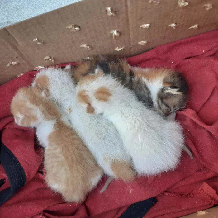 Gato raça  idade Abaixo de 2 meses nome Drake, Angelina