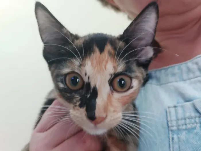 Gato raça Srd idade 2 a 6 meses nome Sem nome