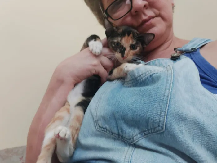 Gato raça Srd idade 2 a 6 meses nome Sem nome