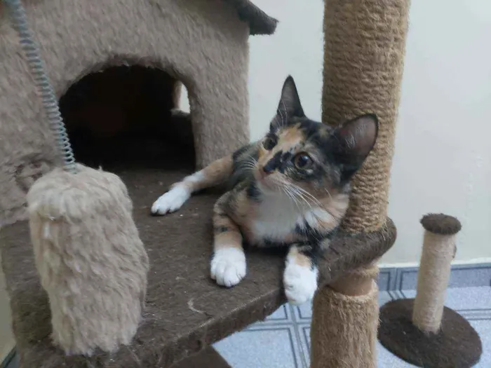 Gato raça Srd idade 2 a 6 meses nome Sem nome