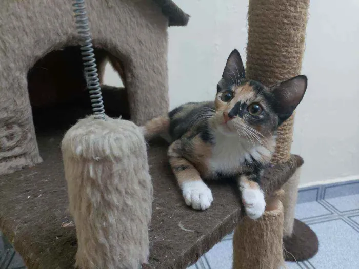 Gato raça Srd idade 2 a 6 meses nome Sem nome