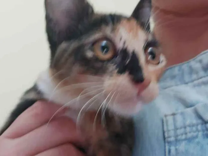 Gato raça Srd idade 2 a 6 meses nome Sem nome