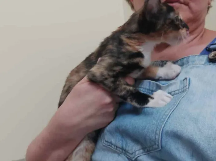 Gato raça Srd idade 2 a 6 meses nome Sem nome