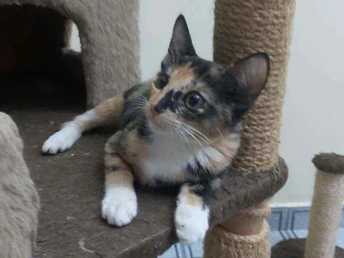 Gato raça Srd idade 2 a 6 meses nome Sem nome