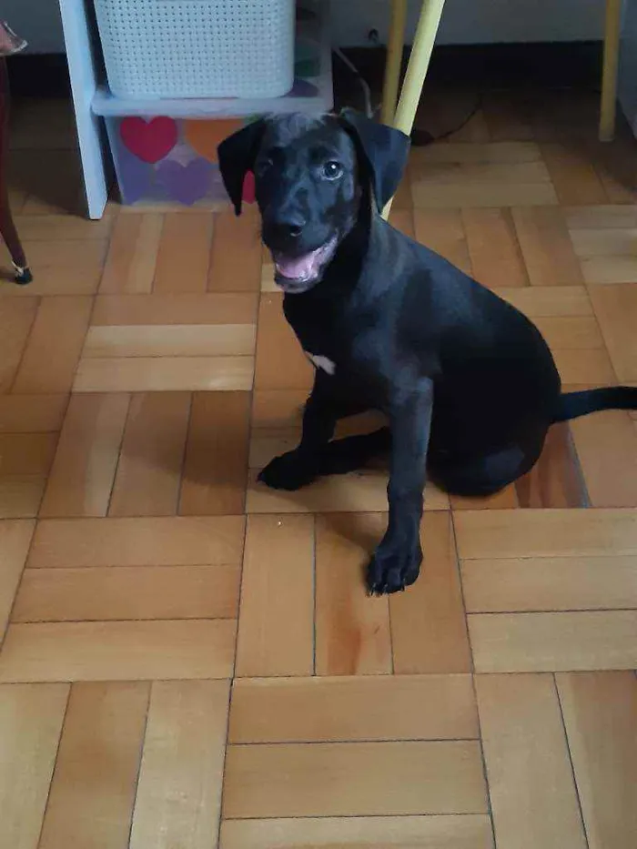 Cachorro ra a Srd idade 2 a 6 meses nome Zeca
