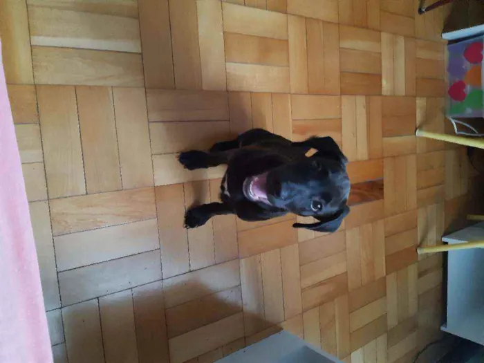 Cachorro ra a Srd idade 2 a 6 meses nome Zeca